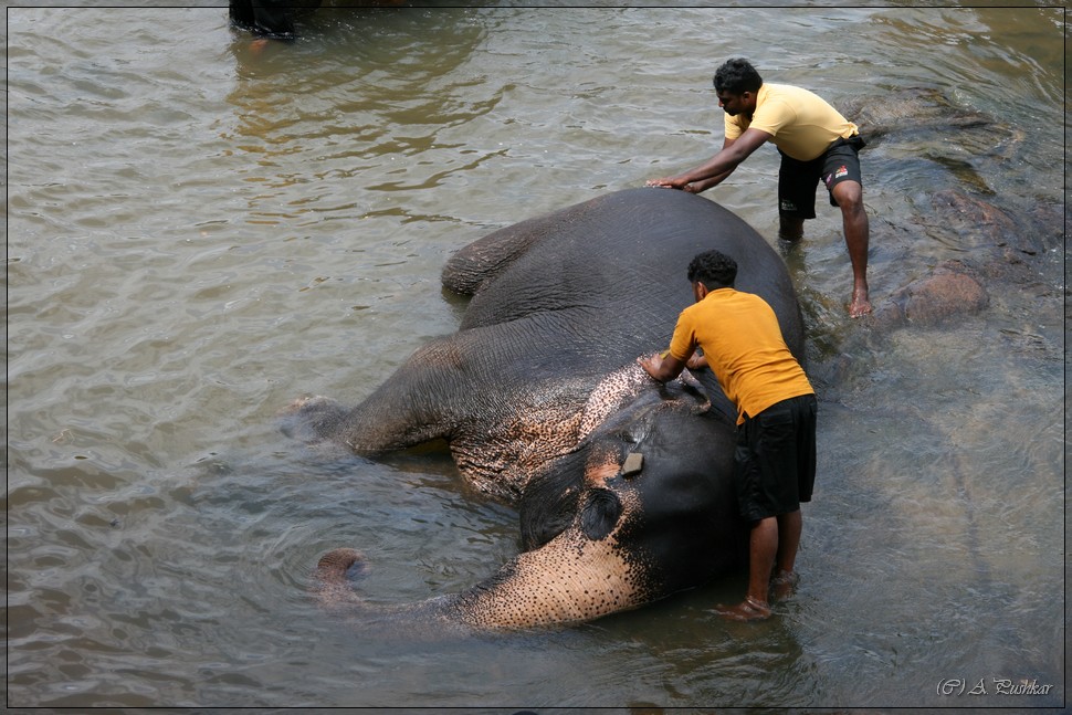 Купание слонов