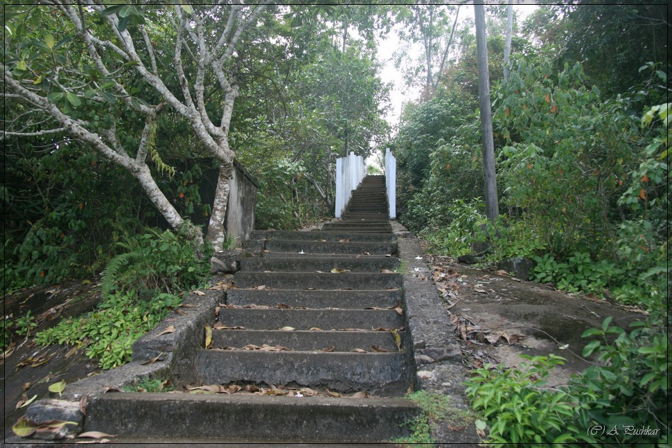 Дорога к храму в джунглях