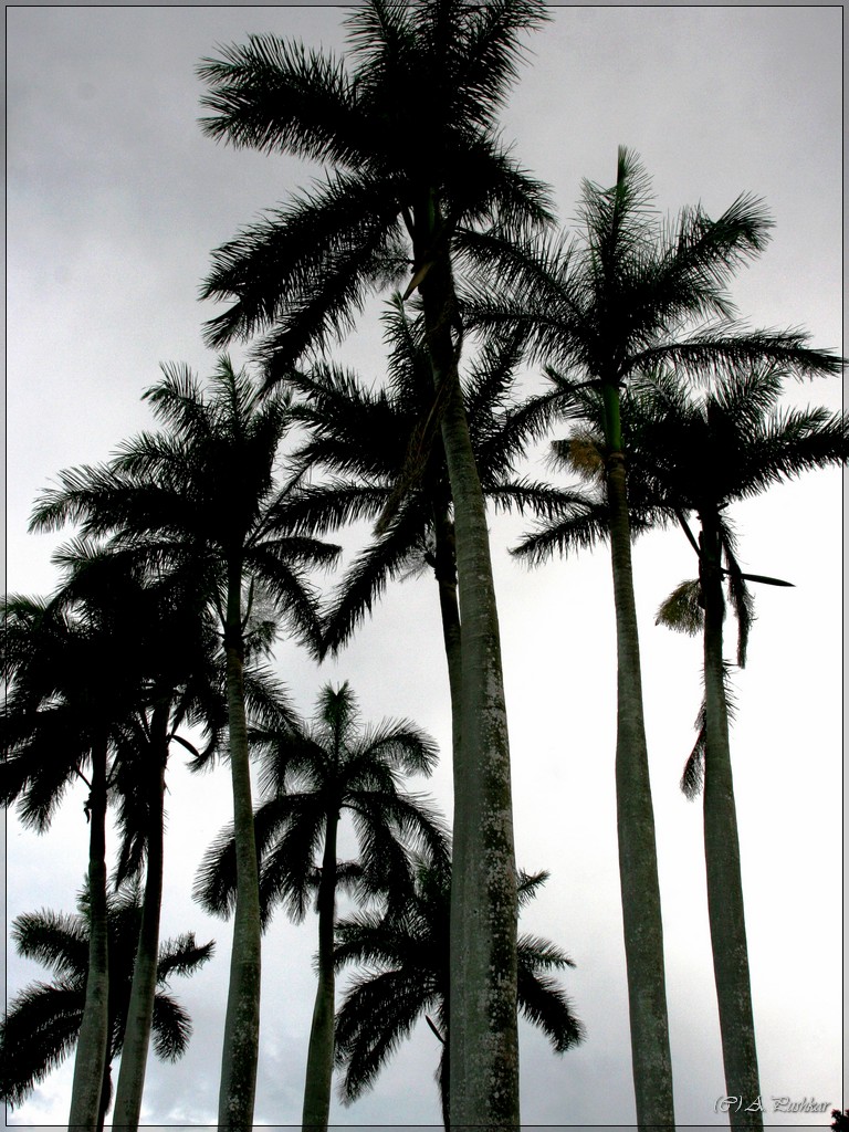 Пальмы. Куба
