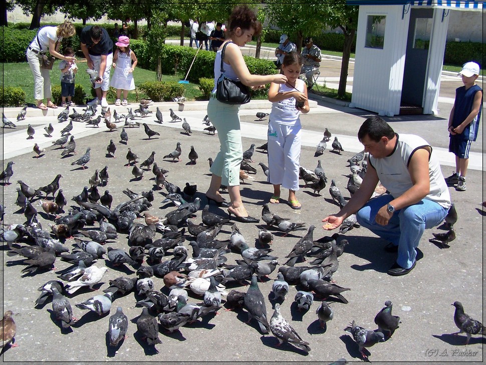 На Площади Конституции можно покормить голубей. г. Афины.
